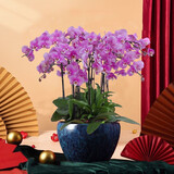绿韵花田【两小时达】蝴蝶兰盆栽带花苞花剑花盆真花兰花开业乔迁生日礼物 10株粉色(瓷盆随机）