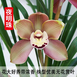 劉閣蘭花兰花苗 新品经典色花荷瓣 江山 冬带花苞出售阳台好养花卉盆栽 夜明珠4苗连体，带花肥