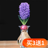 欧悟重瓣带芽水仙花种球盆栽 百合花种球郁金香水养绿植花卉室内盆栽 紫色风信子含盆套装A6