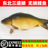 【顺丰】东北冷水三道鳞鱼大鲤鱼整条鲜活速冻无磷鲤鱼裸鲤框镜鱼 【顺丰速运】 东北三道鳞3-3.2斤【一整条】