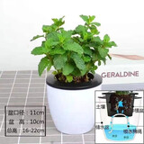 薄荷盆栽可食用夏季驱蚊虫绿植室内客厅阳台驱蚊草水培植物花卉 薄荷送懒人吸水盆
