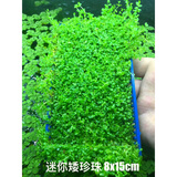 森渊（SENYUAN） 鱼缸前景草水草活体趴地爬地矮珍珠挖耳牛毛毡迷你矮天湖葵 迷你矮8*13cm一盒