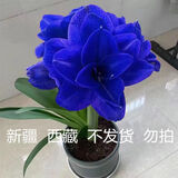 垣栀荷兰朱顶红进口大球重瓣种球盆栽花卉植物多年生特大球四季开花球 【天空蓝】朱顶红种球当年开花