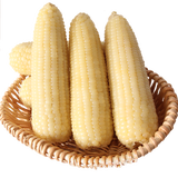 傲货 玉米糯玉米棒非转基因甜糯熟黏玉米粒真空生鲜老苞米8根 傲货白糯玉米8穗*260克 箱