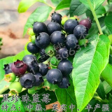 易水之夏蓝莓苗盆栽地栽特大蓝莓果树苗南方北方种植阳台庭院四季蓝莓树苗 黑珍珠【全国适宜】 5年苗结果多