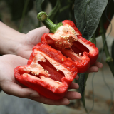 寿禾 彩椒种子灯笼椒青椒菜椒种苗方椒秋季季蔬菜苗种苗寿光菜种菜籽 赛尔娜F1(红)甜椒苗 12棵