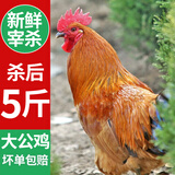 岽鲜农家散养土公鸡肉新鲜青脚黄鸡黑凤大公鸡土鸡走地鸡整鸡鸡肉生鲜 黄脚大公鸡发1只 5斤/只 送料包