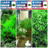疯狂水草（FKSC）莫斯水草活体植物鱼缸造景底部前景套餐懒人阴性莫斯树沉木水榕 新手推荐莫斯组合