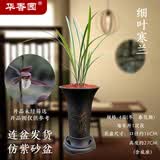 华香园兰花 细叶寒兰 浓幽香型不带花苞开盲盒室内外盆栽花卉耐阴绿植苗 细叶寒兰4苗带灰色束腰盆不带花