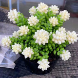 多肉植物带盆绿植花卉盆栽贵货老桩群生玉树玉露仙人掌精品肉肉 奶油玉坠12cm栽好【15-20头】