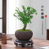 开时果 小叶紫檀盆栽桌面绿植黑骨茶 好养活办公室植物盆景源头直发包邮 独杆款：舍得紫砂盆+苔藓+底托