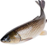 中心忠味 中山脆鲩鱼 广东脆肉皖鱼 新鲜脆肉鲩鲜活现杀分割发货火锅食材  12斤整条（杀好净重约9斤）