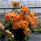 耐寒蔷薇花苗爬藤四季开花室内盆栽室外藤本月季玫瑰花卉易活植物 果汁阳台 灌木 精品花苗 不含盆