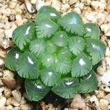 多肉之家多肉植物含盆含土自选品种新手阳台办公室桌面好看好养肉 姬玉露【3-4cm】含盆土