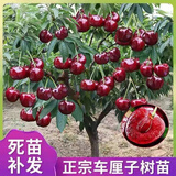 美早大樱桃树苖车厘子树苗南方北方种植盆栽庭院果树矮化樱桃苗 6年苗当年结果多