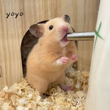 家养金丝熊小仓鼠精选虎纹眼圈奶牛熊米熊仓鼠活体宠物巨型苍鼠 米熊 母