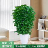 绿韵花田【两小时达】发财树鸿运当头天堂鸟大型绿植公司门口乔迁送礼 幸福树
