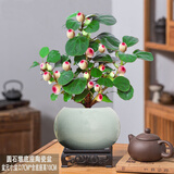 小盼菩提树盆栽绿植物室内花盆景办公室桌面观叶四季客厅好养活树 菩提【带果发货】圆石墩陶瓷底座 带盆栽好