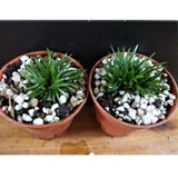 碧候兰园微型盆景金钱菖蒲苗黄金姬虎须随手香苗绿植水培迷你小盆栽兰花草 2盆贵船苔菖蒲约10苗