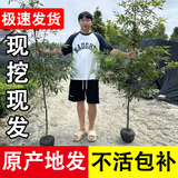 正宗四川金丝楠木树苗名贵小叶桢楠盆栽绿植大树庭院植物四季常绿 推荐 金丝楠木树苗 高1.3米 原土原叶 1棵