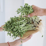 寿禾 豆种子豌豆苗秋冬季菜芽菜种籽蔬菜四季绿豆菜籽 黑豆芽种子 500g