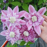 花俊耐寒耐热铁线莲苗爬藤植物庭院花卉盆栽观花室内花 约瑟芬   2年 种根带芽