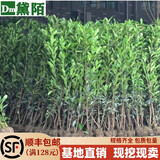 黛陌北海道冬青树苗围墙篱笆大叶北海道黄杨苗法国冬青苗绿化四季常青 法国冬青【80-1米高】 不含盆