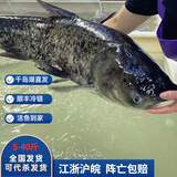 沢素湾千岛湖胖头鱼 千岛湖活鱼淡水花鲢鳙大头鱼包头 5-40斤节礼盒 5斤活鱼