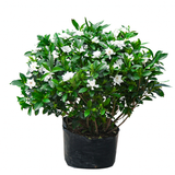 莹影栀子花盆栽带花苞大花浓香四季开花苗庭院花卉盆栽花绿植花卉盆栽 小叶栀子花 4年苗盆栽