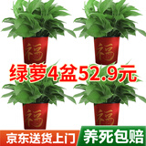 双盟绿萝盆栽除甲醛花卉绿植办公室新房净化空气180款福字4盆源头直发