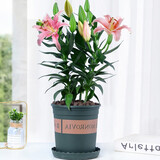 花无痕 百合花种球 带芽香水百合种球 百合花盆栽 耐寒四季花卉百合植物 百合带花苞1盆3棵+加仑盆 1份