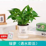 绿有意绿植盆栽多肉花卉盆栽植物室内桌面水培绿植办公室客厅植物懒人 绿萝（遇水即活）