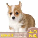 梦茜儿（MEXEMINA）纯种威尔士双色柯基幼犬活体宠物狗狗双血统三色柯基犬小短腿狗狗 宠物级 精品款 公