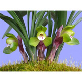 浙江自然老种兰花苗  春兰 【大富贵】浓香绿植花卉  假一赔十 6苗连体 不含盆