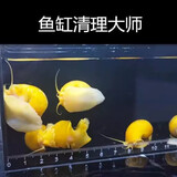 文枝专吃鱼屎粪便小河蚌河蚬净水观赏除藻黄金螺鲜贝壳活体鳑鲏鱼繁殖 1-2厘米黄金螺3个除丝藻鱼龟粪便