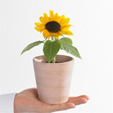 四季开花花种子 阳台室内植物盆栽套餐绿植花卉花草易活种籽 矮向日葵30粒懒人盆套餐