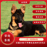 蒂瑞科纯种德牧幼犬弓背黑背德国牧羊犬活体大型狼狗猎犬宠物狗 血统级