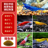 卡奇鱼 观赏虾 活体观赏鱼 米虾 工具清洁虾宠物虾黑壳虾除丝藻褐藻青苔 观赏虾全家福-02