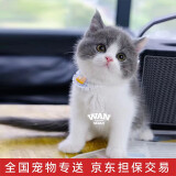 涴喵 纯种宠物猫咪活体金银渐层幼猫全程辅助养猫签订合同双重保障 宠物级 蓝白幼猫