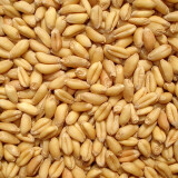 一播大地正常发货小麦草种子当年新种子麦苗无肥有机榨汁喝大麦种子育苗盆 小麦2斤