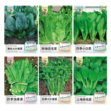 绿林花语蔬菜种子套装1菠菜生菜小白菜香菜油麦菜菜籽组合四季种阳台盆栽