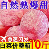 2024爆甜】陕西正宗红富士苹果新鲜脆甜冰糖苹果当季水果整箱批发 产地直发-净重8斤装大果70-75mm