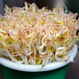 寿禾 豆种子豌豆苗秋季菜芽菜种籽蔬菜四季绿豆菜籽 绿豆芽种子 1斤
