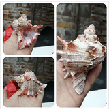 蓝海精灵天然大海螺  三湖j卷贝鱼卵孵化躲避鱼缸水草螺 寄居蟹替换壳 10-12cm广口骨螺