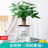 绿有意绿植盆栽多肉花卉盆栽植物室内桌面水培绿植办公室客厅植物懒人 发财树（招财聚福）
