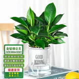 通沭金钻绿公主室内盆栽花卉绿植桌面四季盆栽 金钻+早安盆源头直发