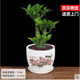 春容浓步步高观音竹富贵荷花竹水养土培盆栽室内桌摆植物吸甲醛水培植物 荷花竹5支【清香图陶瓷盆】 含盆