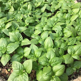 寿禾 罗勒种子蔬菜九层塔阳台四季食用冬春季香草植物种籽 罗勒种子  1g（约1000粒）