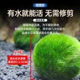 YEE绿藻球水族箱鱼缸造景水草水藻球虾缸海藻球草缸水草观赏球好养 小号2-2.5cm左右(泡水后)