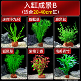 疯狂水草懒人水草植物直接入缸火山石鱼缸造景套餐20-40cm缸源头直发包邮b
